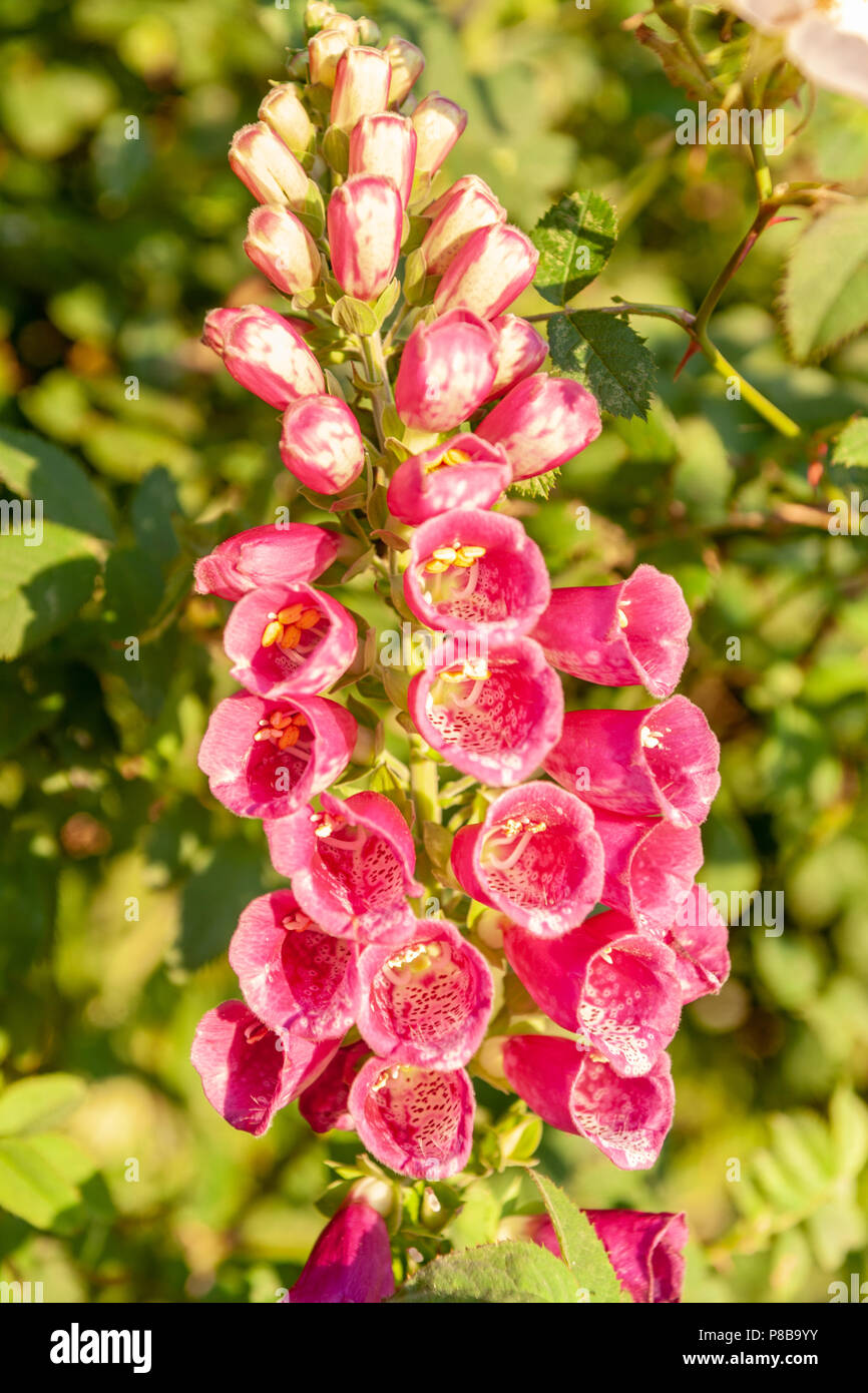 foxglove plant growing in wild hedgerow Stock Photo - Alamy