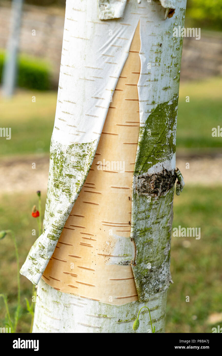 Silver Birch High Resolution Stock Photography And Images Alamy