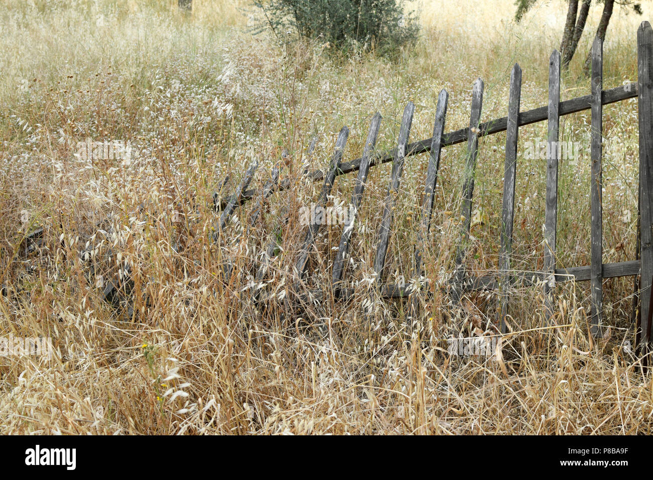 Broken wooden fence and overgrown dry plants. Summertime vegetation nature landscape. Stock Photo