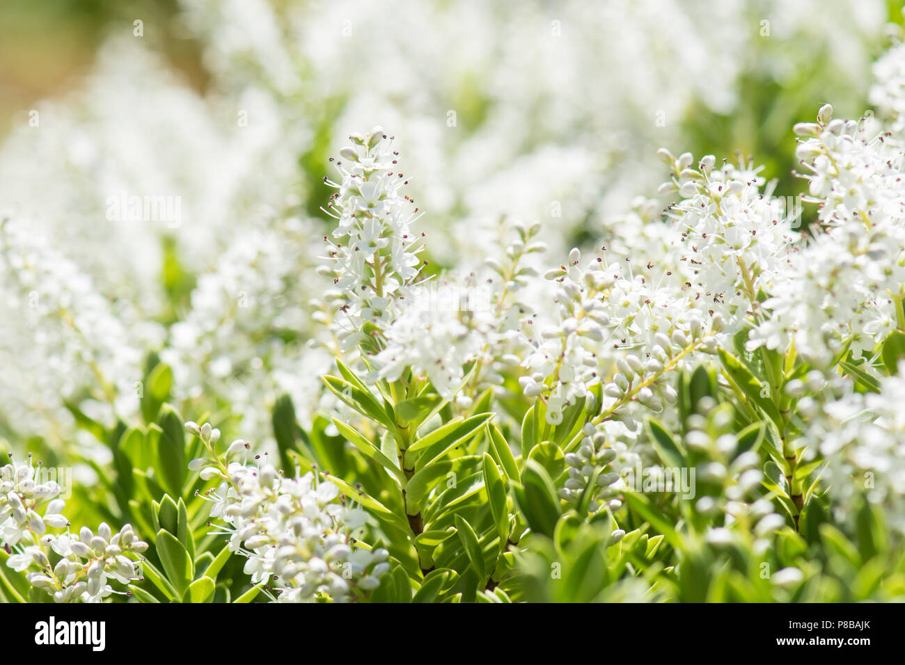 Hebe rakaiensis - white shrubby veronica - in flower Stock Photo