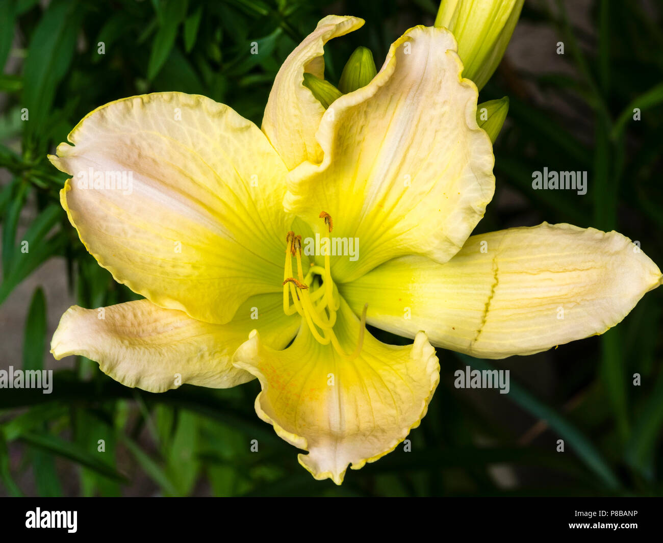Large fragrant midsummer flower of the pale yellow tetraploid daylily, Hemerocallis 'Snowy Apparition' Stock Photo