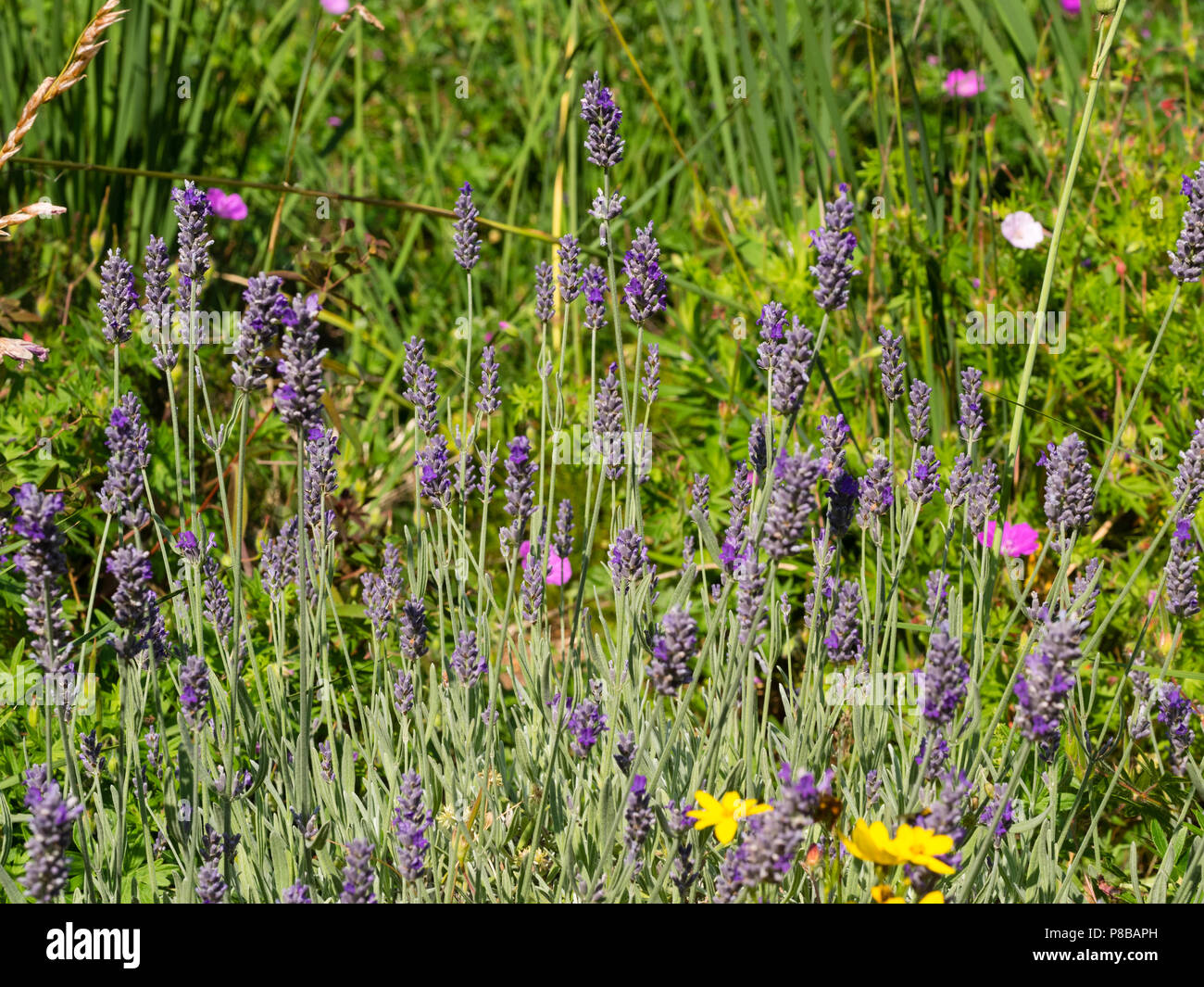 Midsummer flower spikes of the fragrant woolly lavender, Lavandula lanata Stock Photo