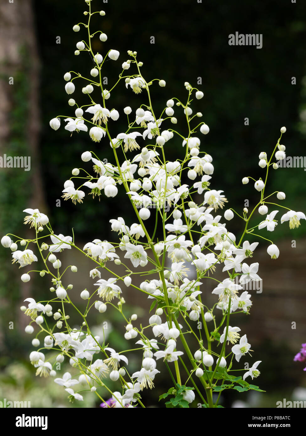 Airy sprays of small white midsummer flowers of the selected variety of the Chinese meadow rue, Thalictrum delavayi 'Splendide White' Stock Photo