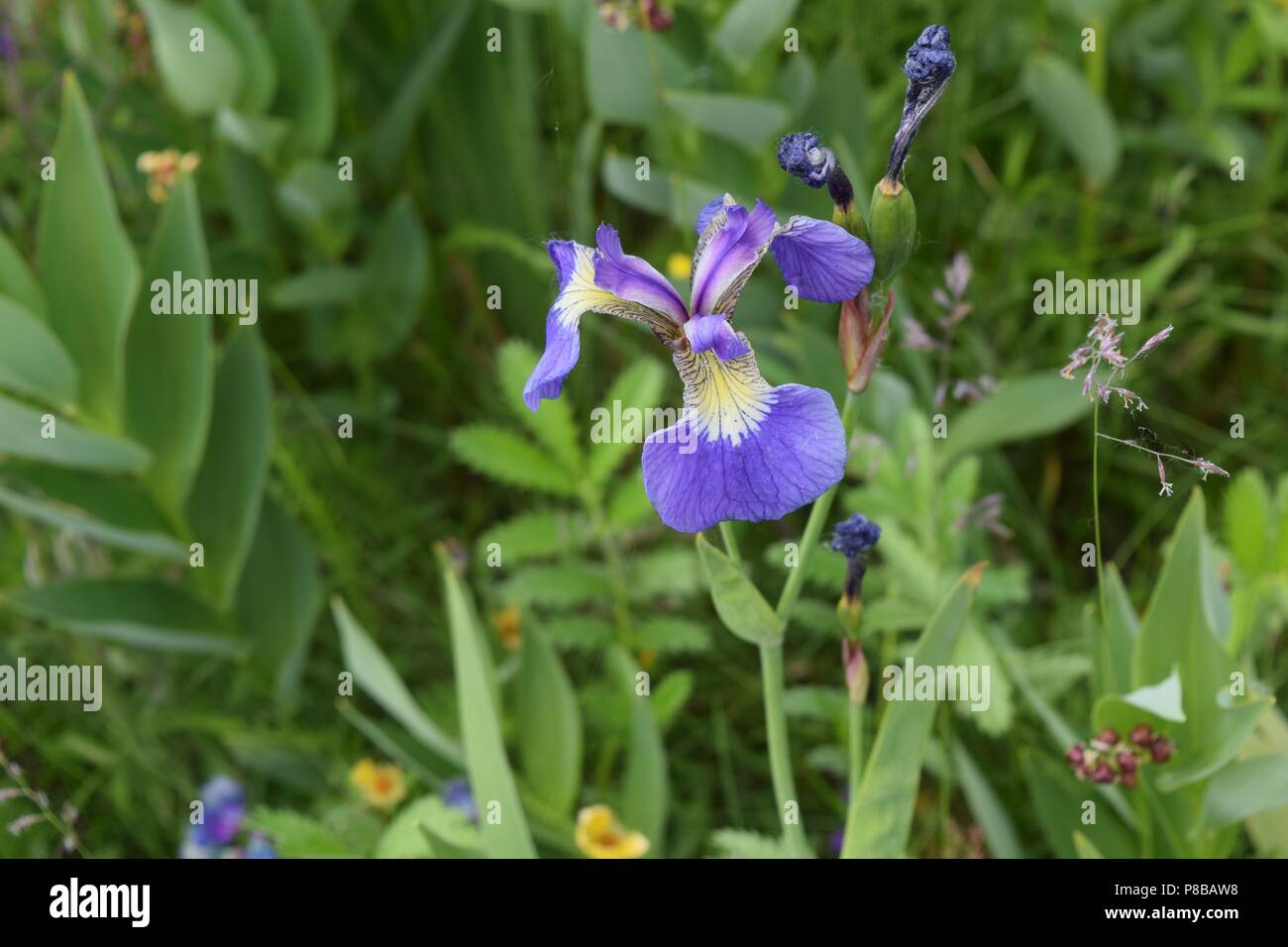 Wild Iris Or Blue Flag Stock Photo