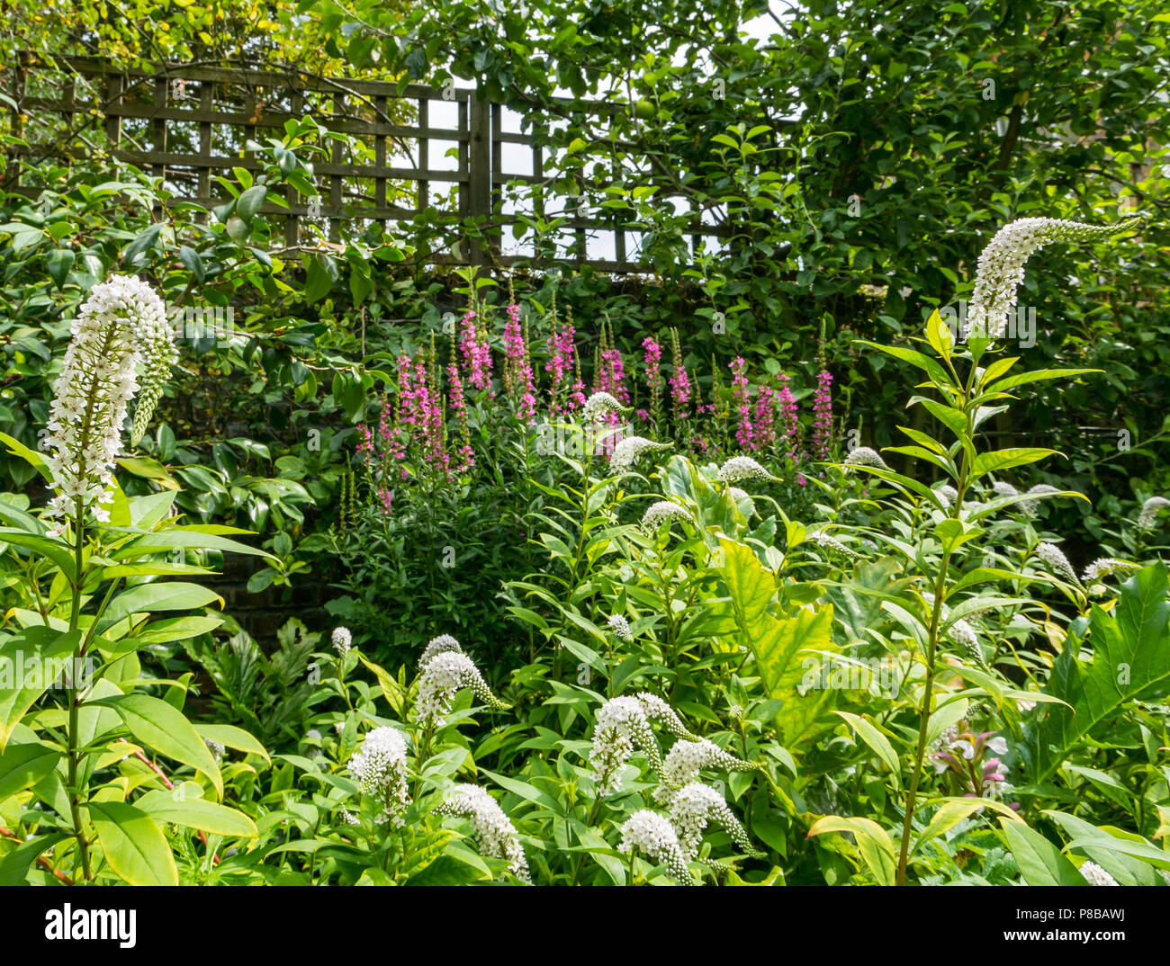 Flowers in bloom in London Summer garden, with Lysimachia or Loosestrife, England, UK Stock Photo