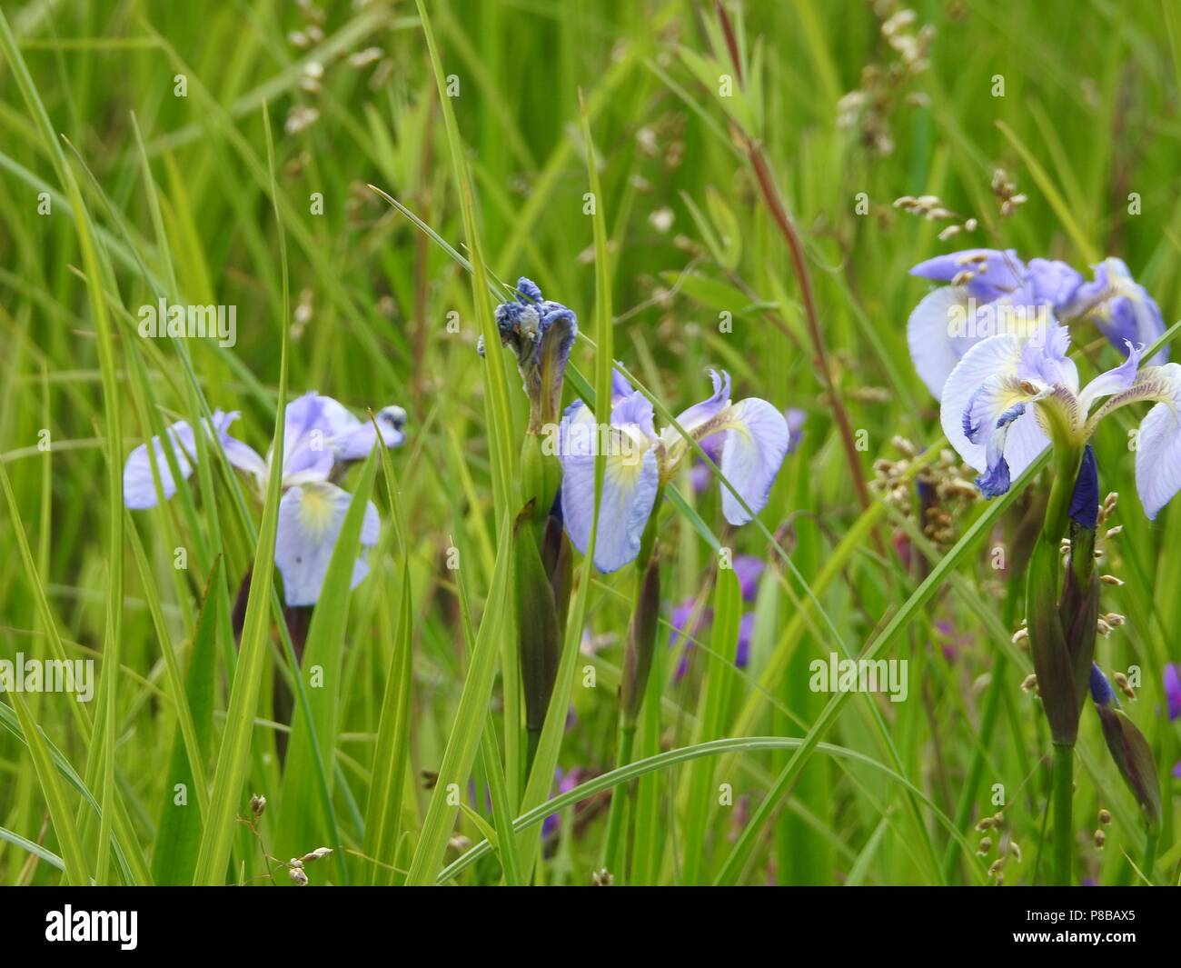 Wild Iris Stock Photo