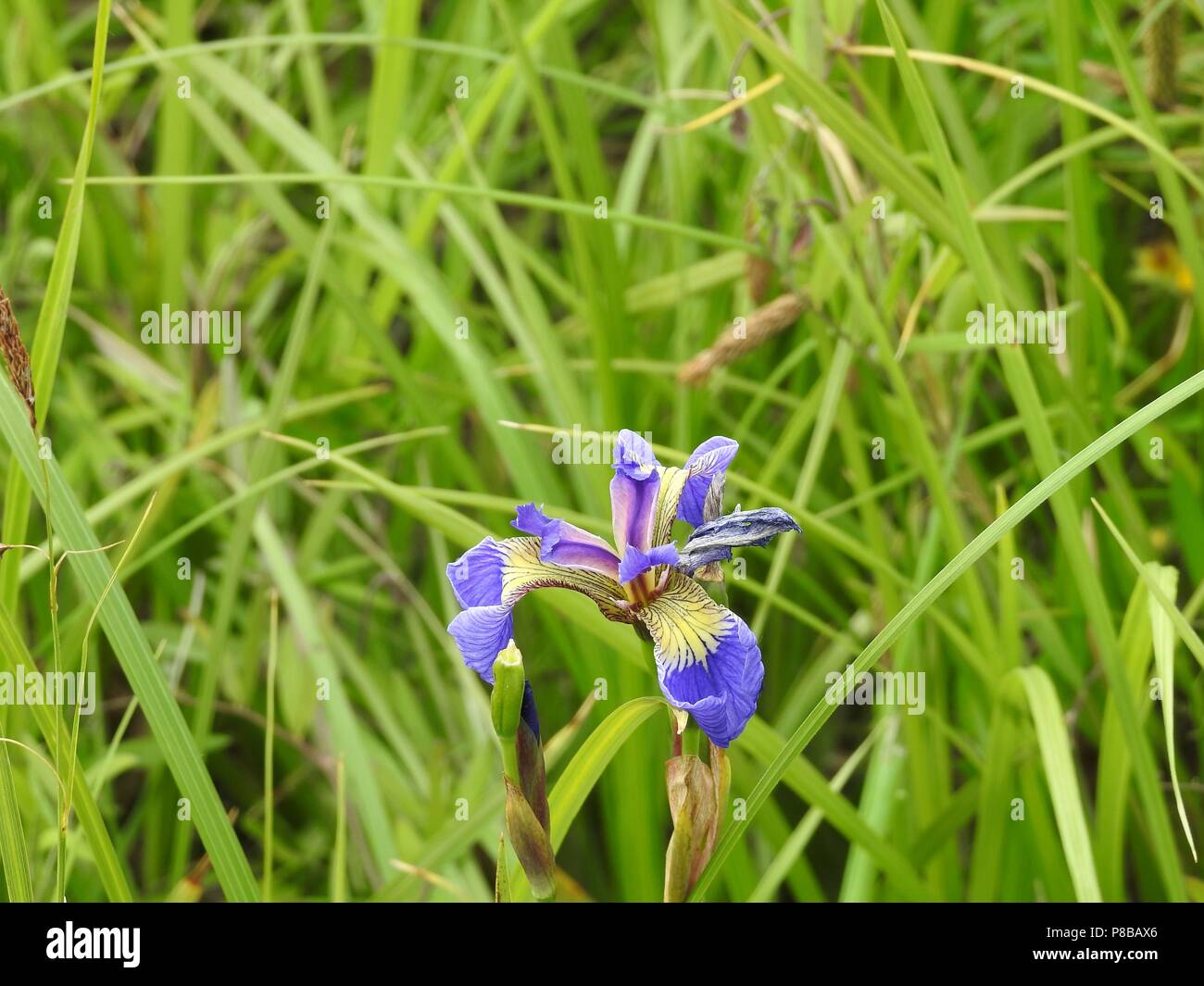 Wild Iris Or Blue Flag Stock Photo