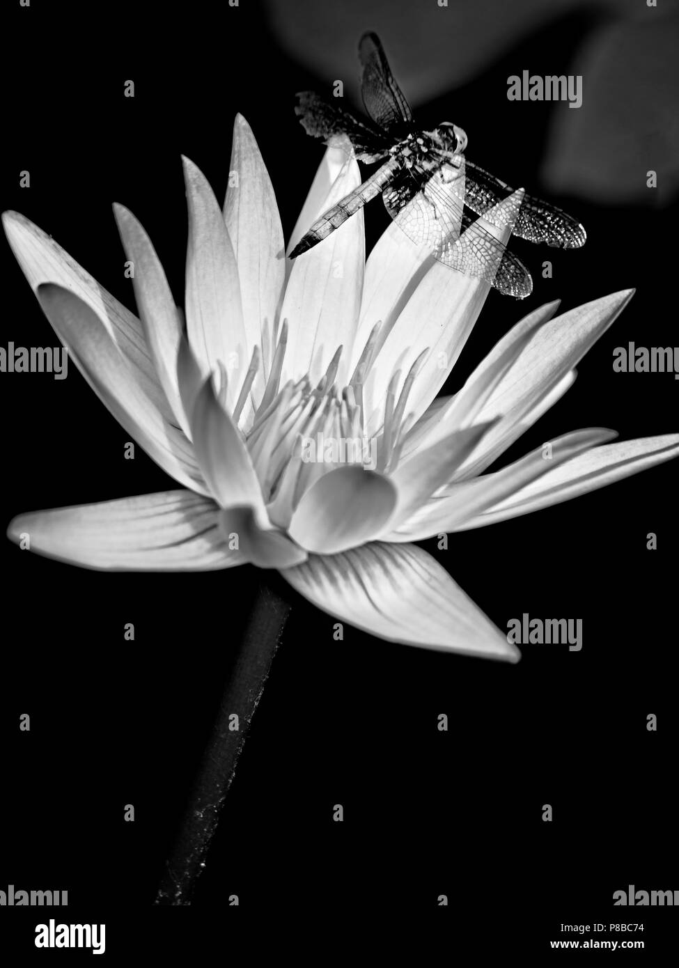 The Woodlands TX USA - June 5, 2018  -  Dragonfly on Water Lily 1 in B&W Stock Photo