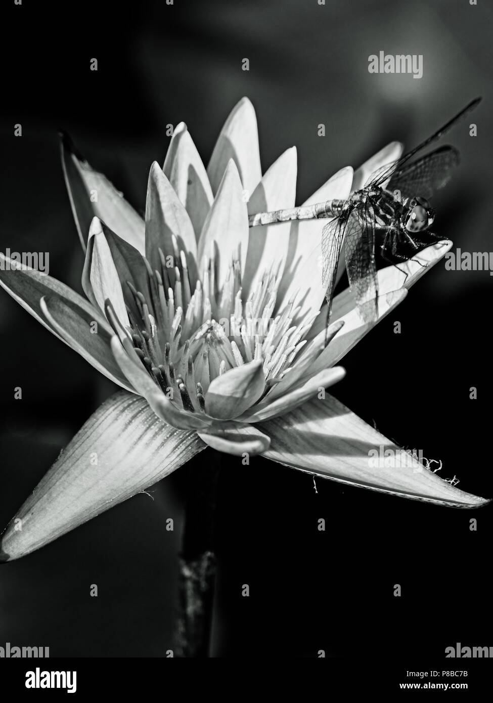 The Woodlands TX USA - June 5, 2018  -  Dragonfly on Water Lily 2 in B&W Stock Photo