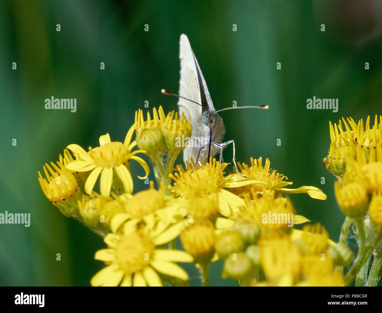 Greenveined White, Butterfly Stock Photo Alamy