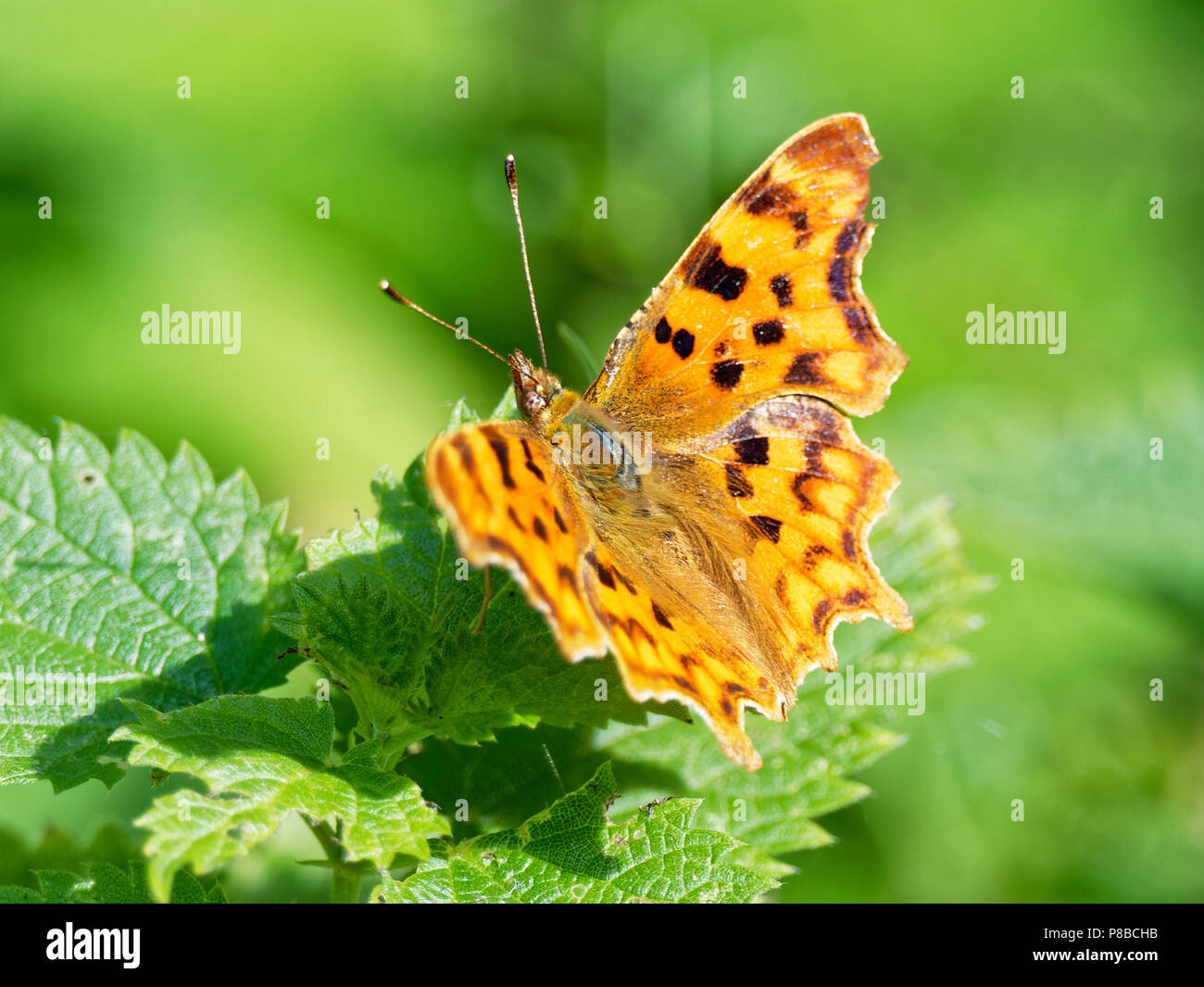 Comma , Polygonia c-album, Butterfly Stock Photo