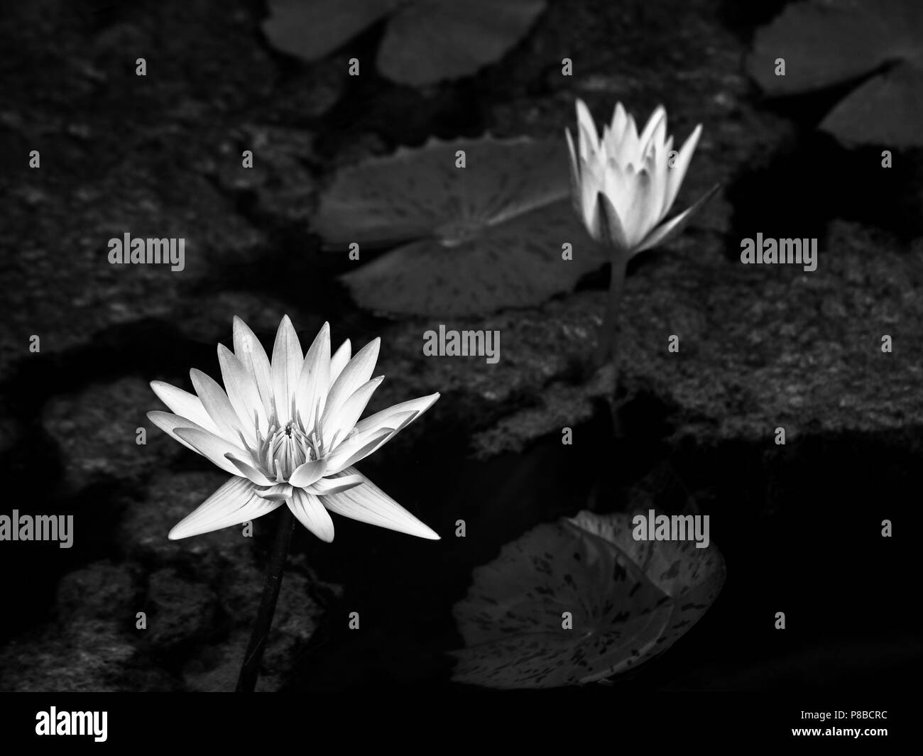 The Woodlands TX USA - June 5, 2018  -  Water Lily 4 in Black and White Stock Photo