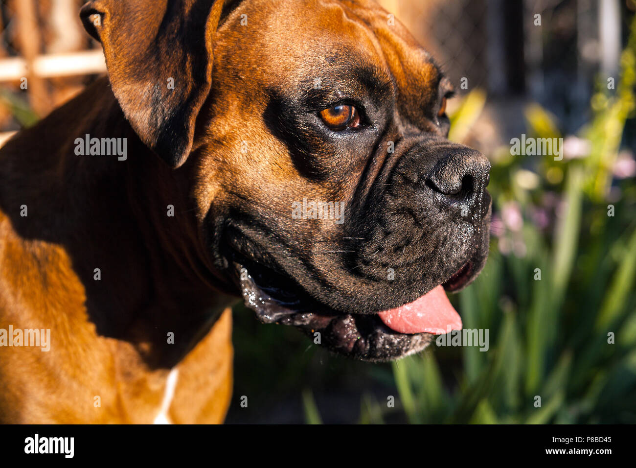 Boxer dog face close up Stock Photo
