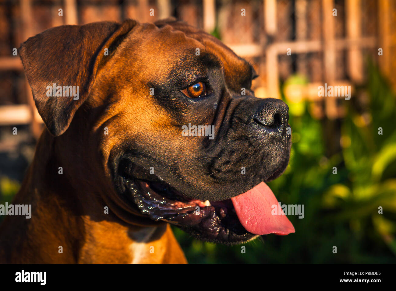 Boxer dog face close up Stock Photo