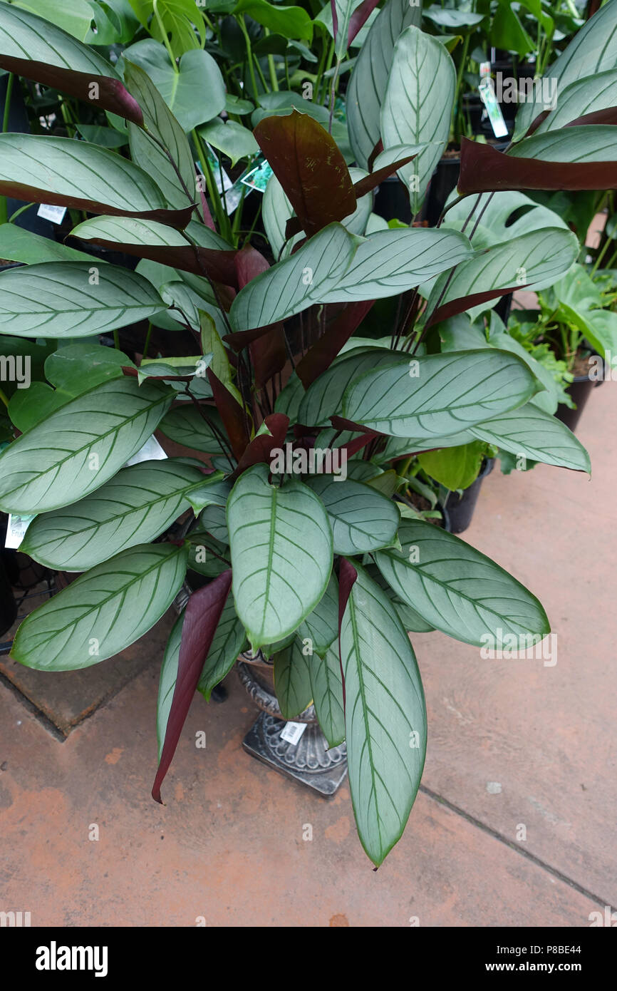 Ctenanthe setosa or known as Grey Star plants Stock Photo