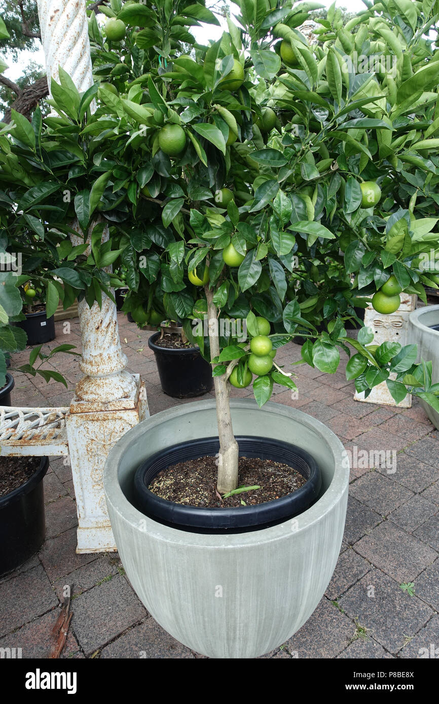 Citrus tree growing in a pot Stock Photo