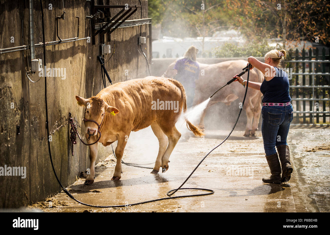 A cow is washed on the opening day the Great Yorkshire Show in Harrogate. Stock Photo