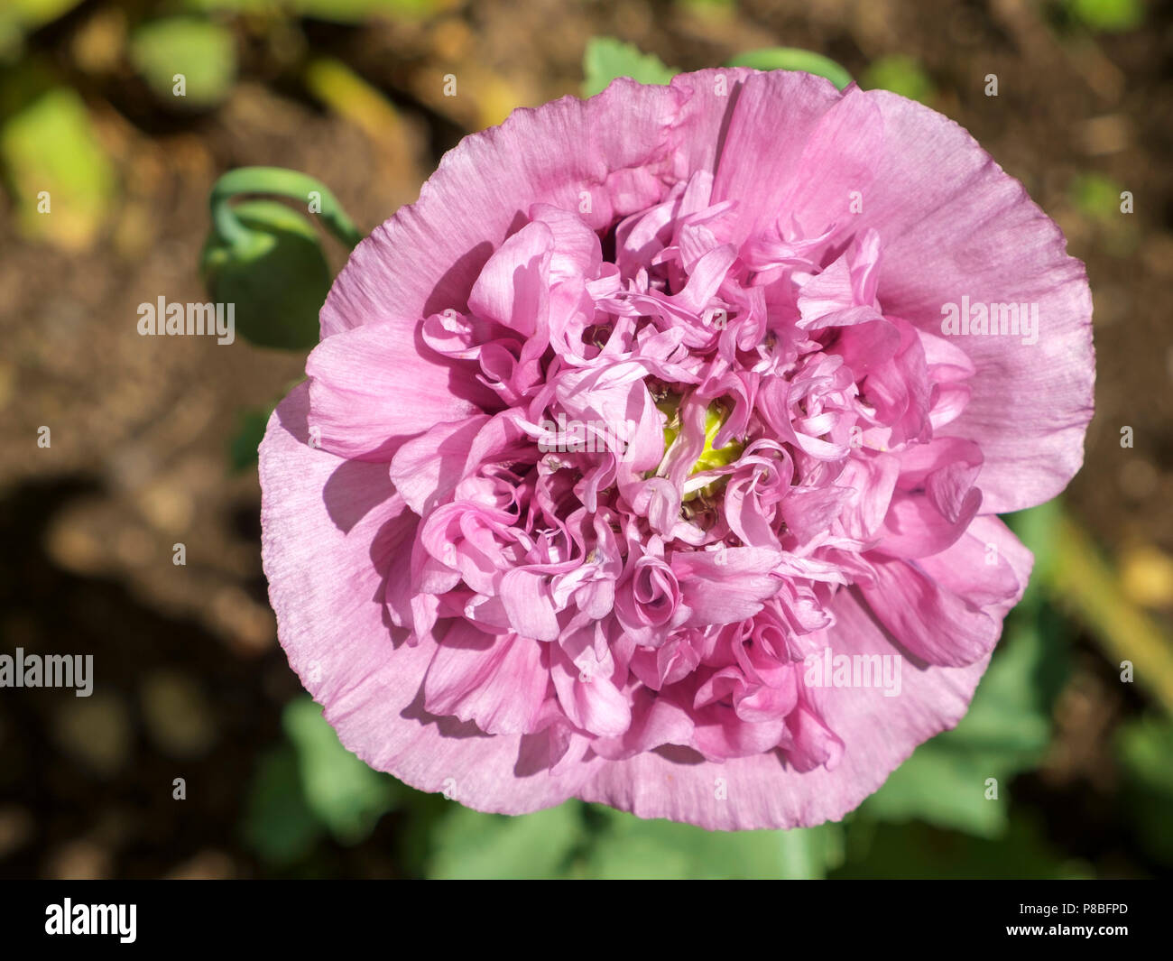 Close up of a single pretty pink Peony flower Stock Photo