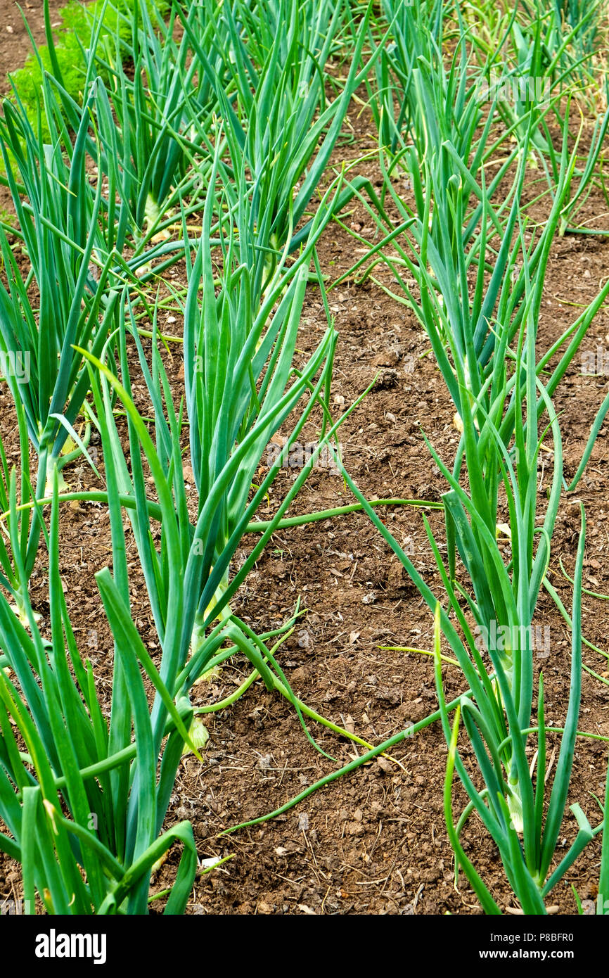 Rows of young allotment grown onions Stock Photo