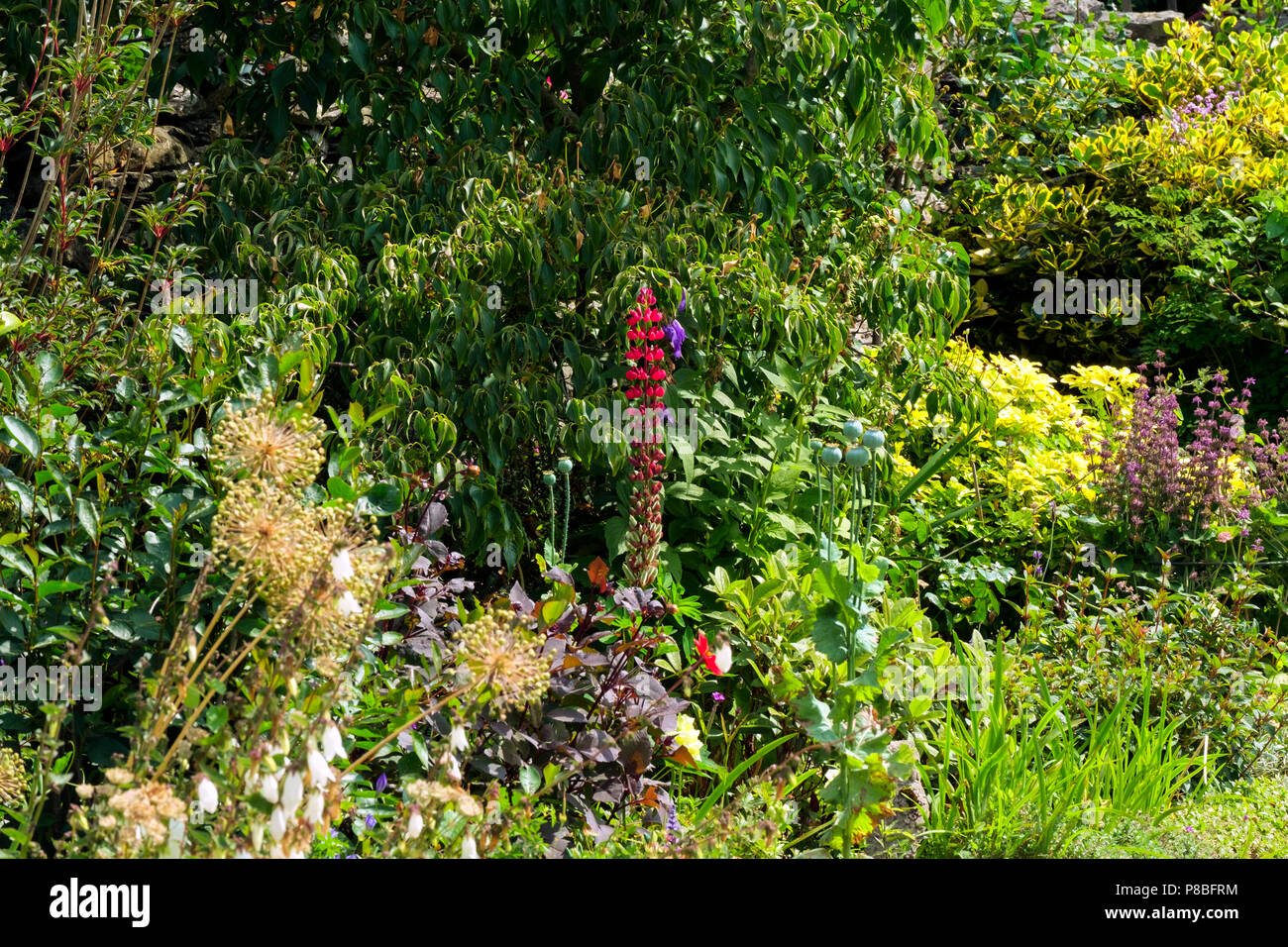 A colouful English summer garden flower border Stock Photo - Alamy
