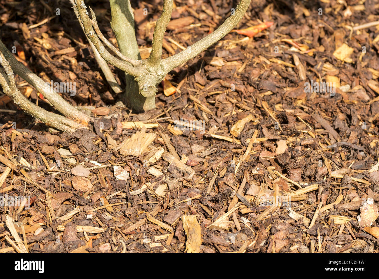Garden landscaping shredded bark around the stem of a shrub Stock Photo