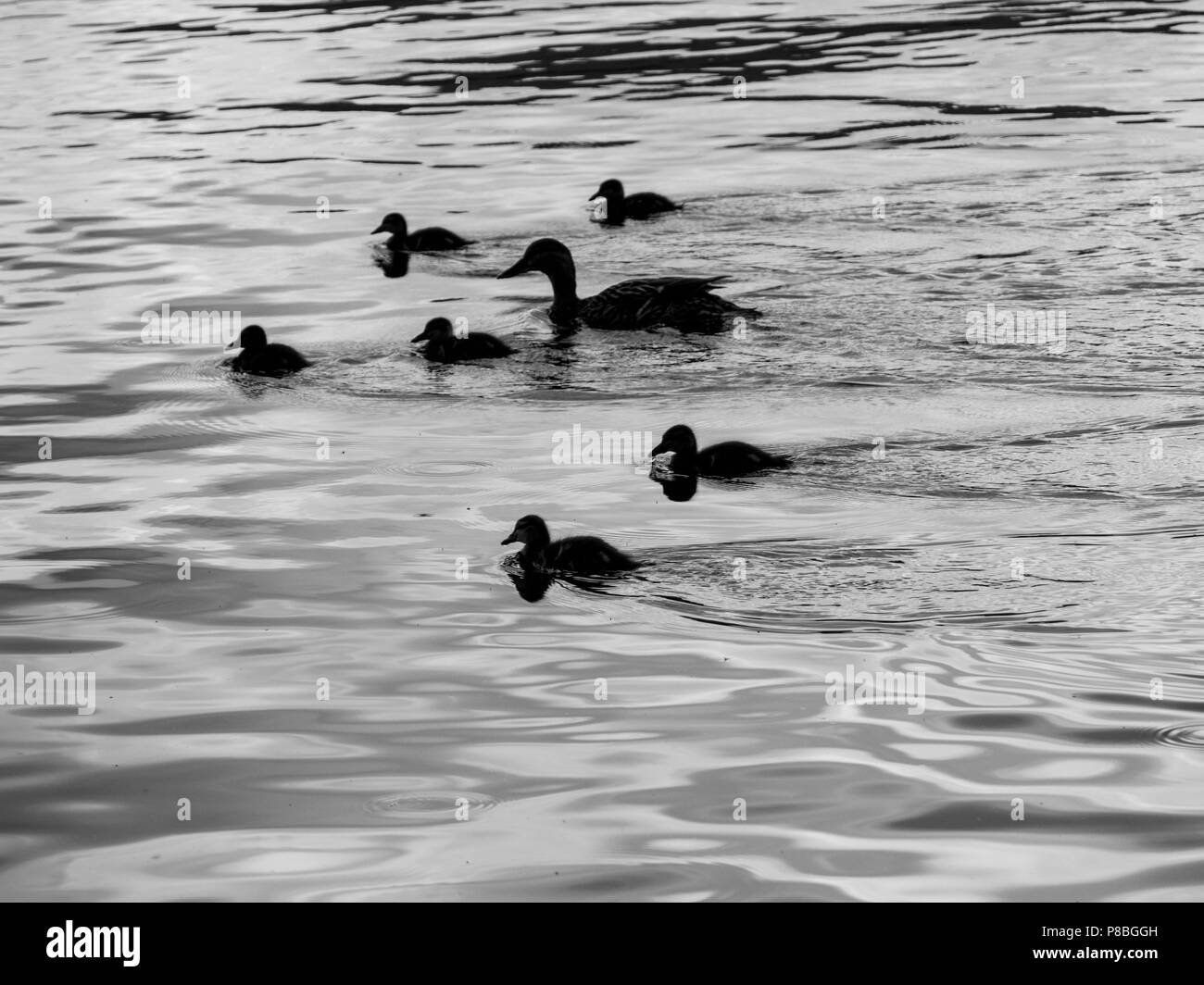 Ullswater, English Lake District. Family of duck and ducklings in early May. Stock Photo