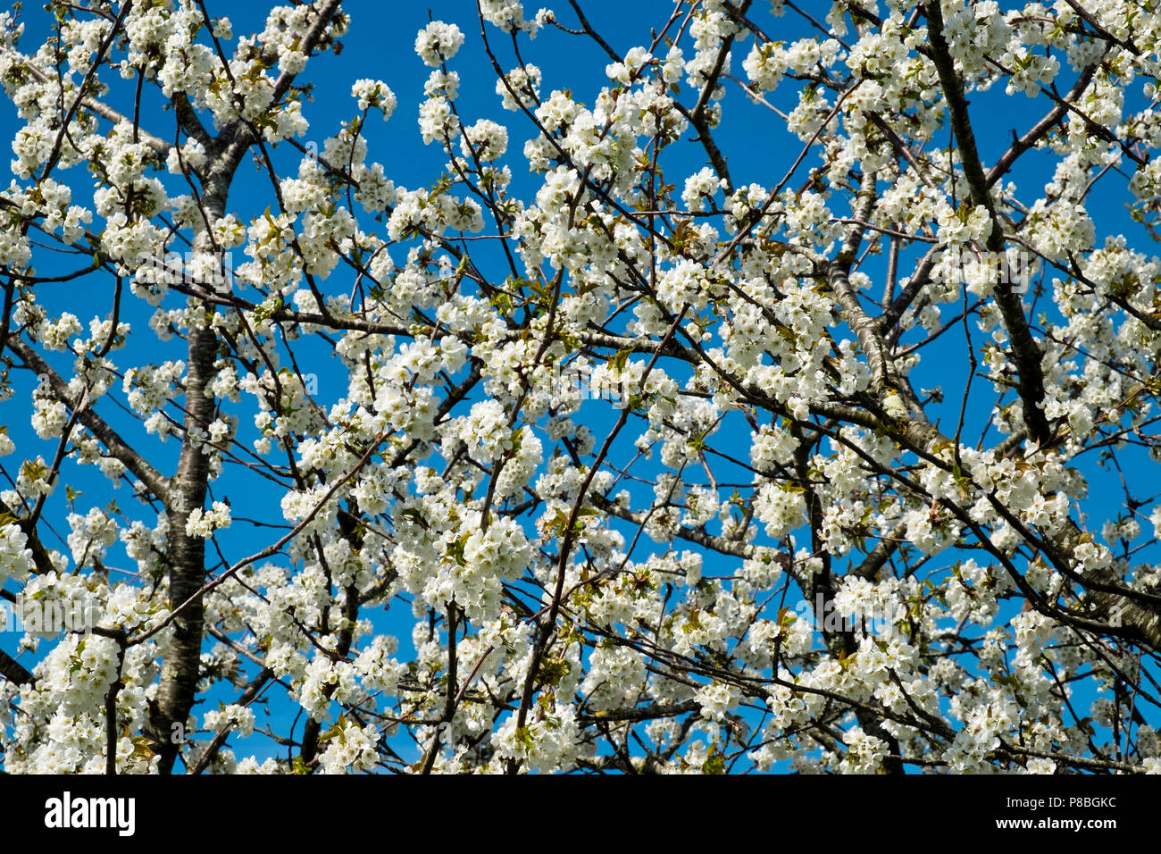 Abundant spring blossom in pear tree orchards near Villeneuve-sur-Lot, Lot-et-Garonne, France. Stock Photo