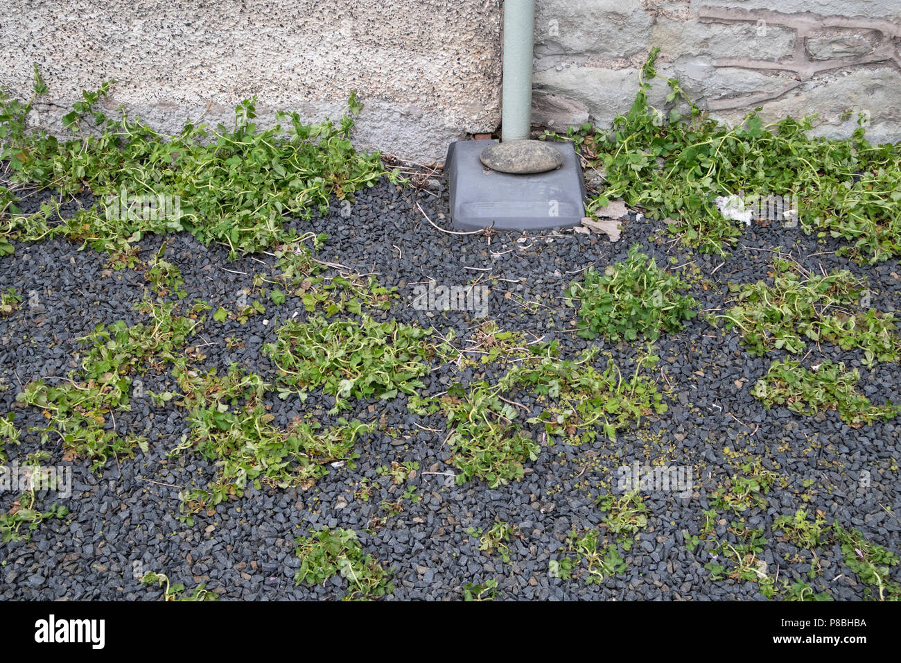 Weeds in a gravel yard after treatment with weedkiller, early stages of
