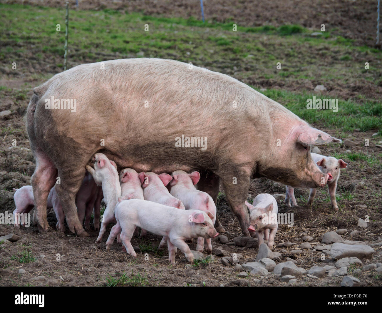 Pigs in outdoor organic free range breeding environment, Slitrig river valley near Hawick in the Scottish Borders, UK. Stock Photo
