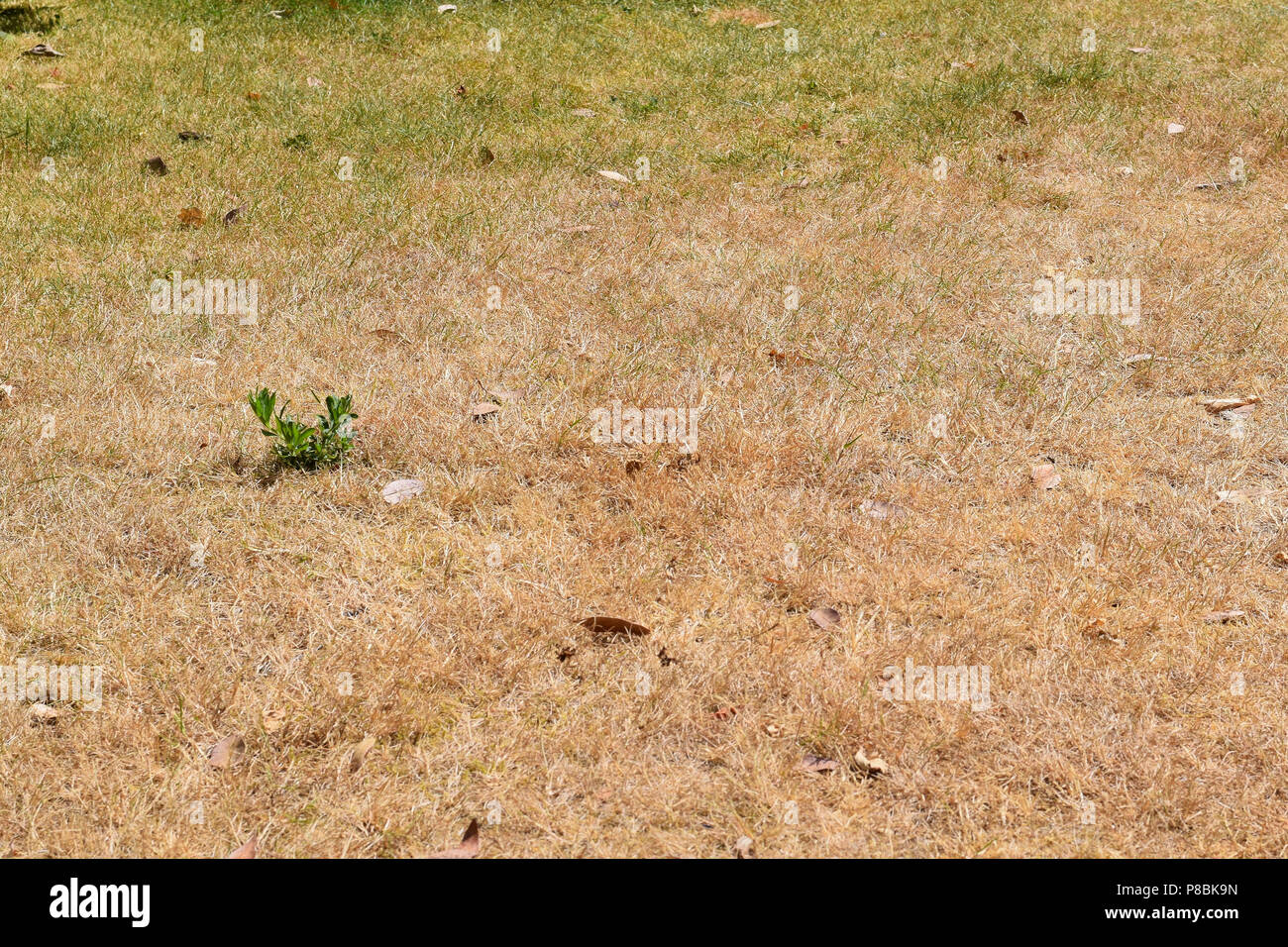 Dry parched brown grass lawn with single green weed growing on left side, some green grass blades in back ground Stock Photo