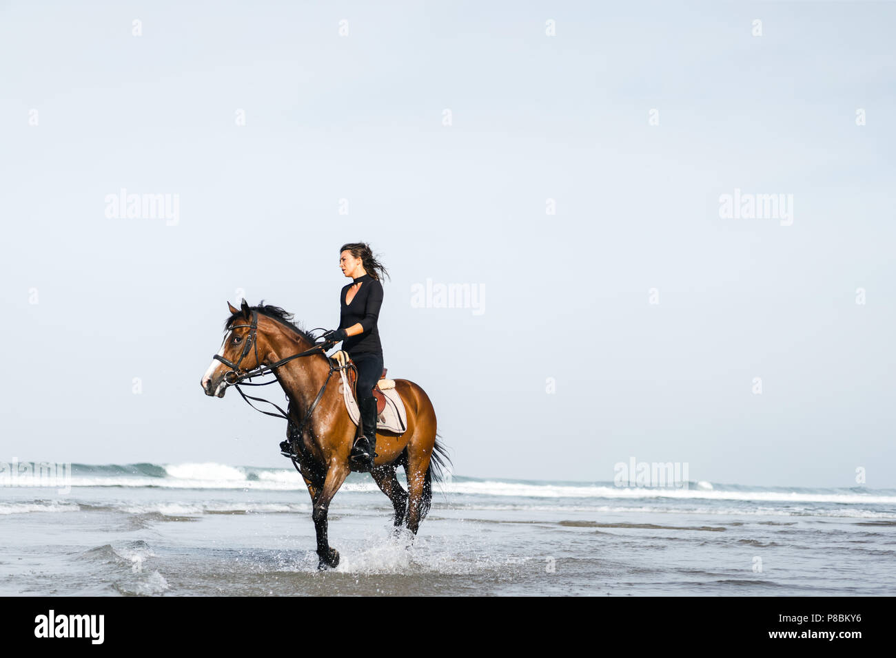 Equestrian riding horse in hi-res stock photography and images - Alamy