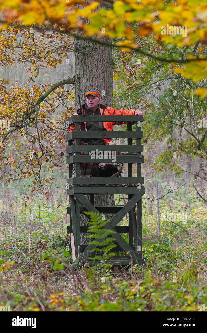 Big game hunter dressed in orange waiting in raised hide to shoot deer in forest during the hunting season in autumn Stock Photo