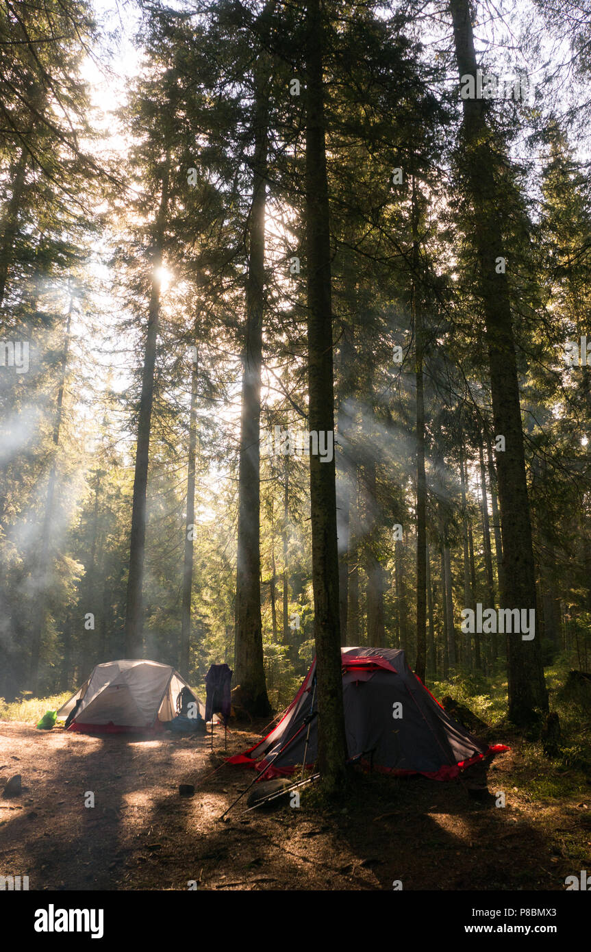 Camping At Trees In Beautiful Forest With Back Light Stock Photo Alamy