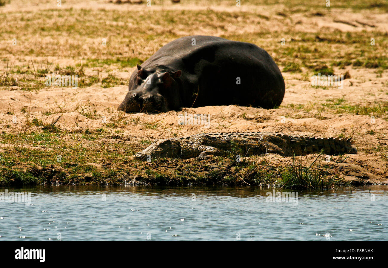 Hippopotamus, Hippopotamus Amphibious and Nile Crocodile, Crocodilus niloticus. Zambezi river. Mana Pools National Park. Zimbabwe Stock Photo