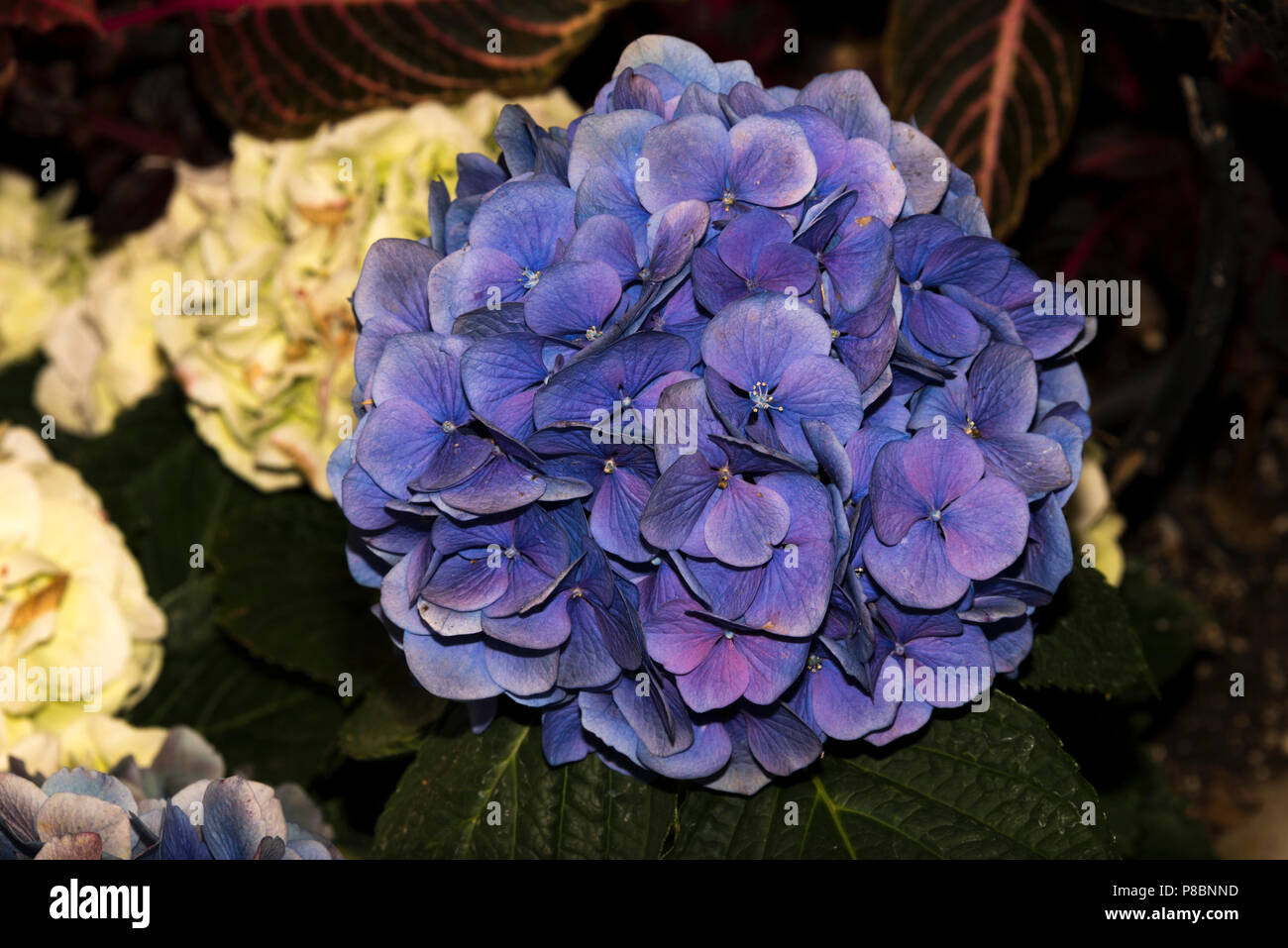 Bigleaf Hydrangea (Hydrangea macrophylla) Stock Photo