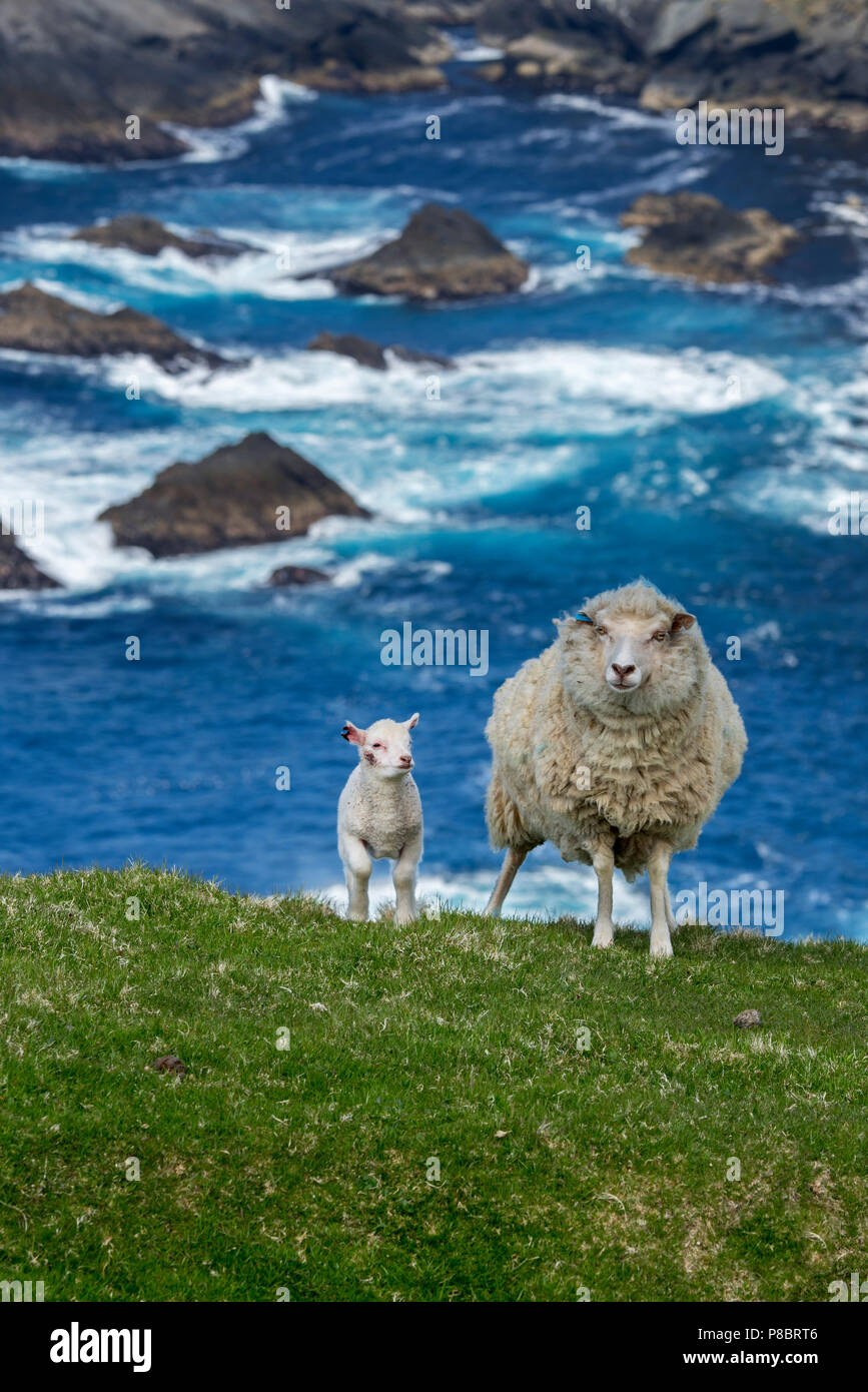 White sheep ewe and lamb with damaged ears on sea clifftop at the Hermaness National Nature Reserve, Unst, Shetland Islands, Scotland, UK Stock Photo