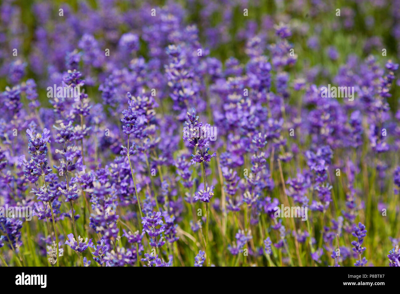 Lavender flowers, bright sun Stock Photo