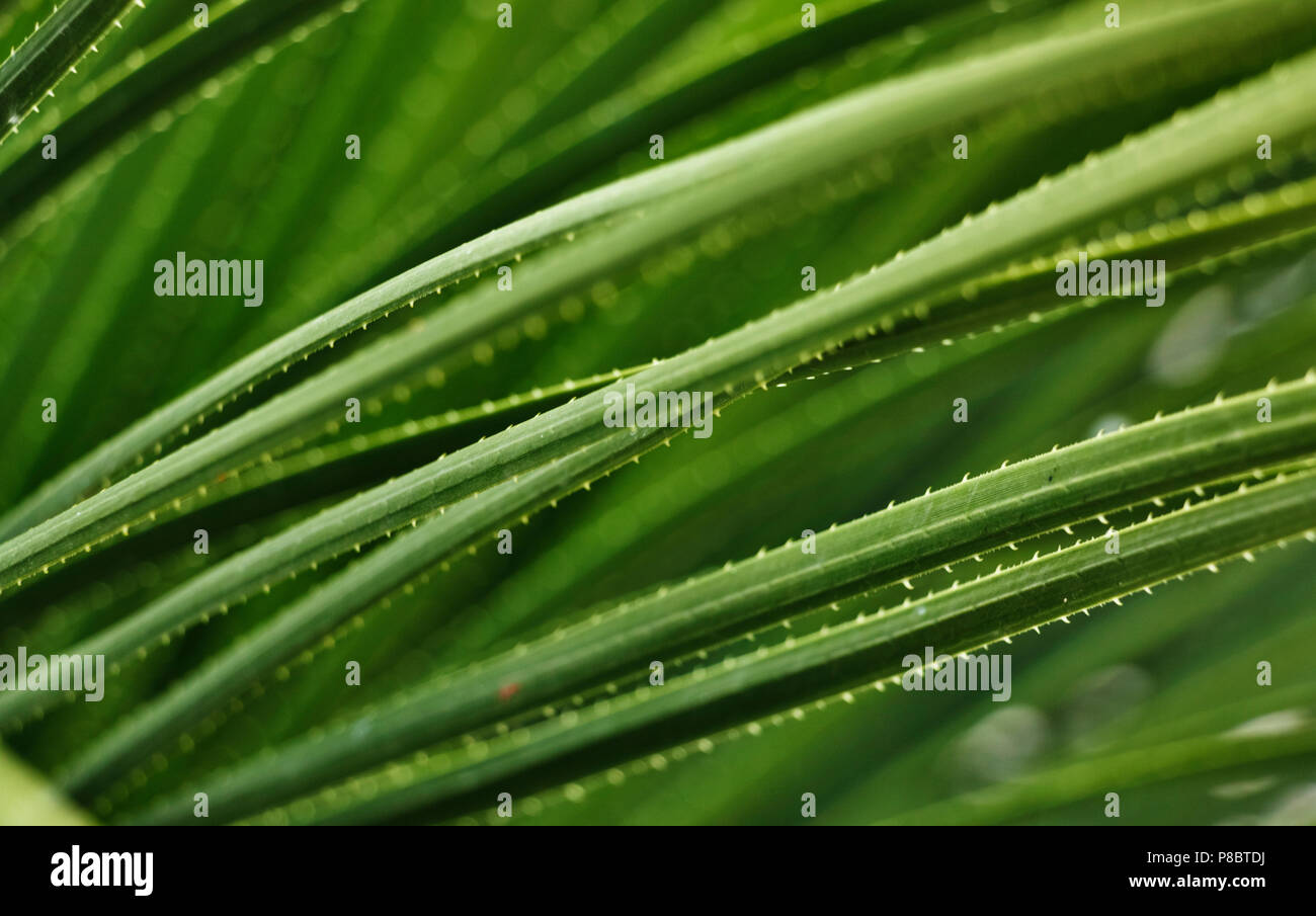 Dasylirion acrotichum plant ,long bladed leaves ,green color gradation ,selective focus ,out of focus background Stock Photo