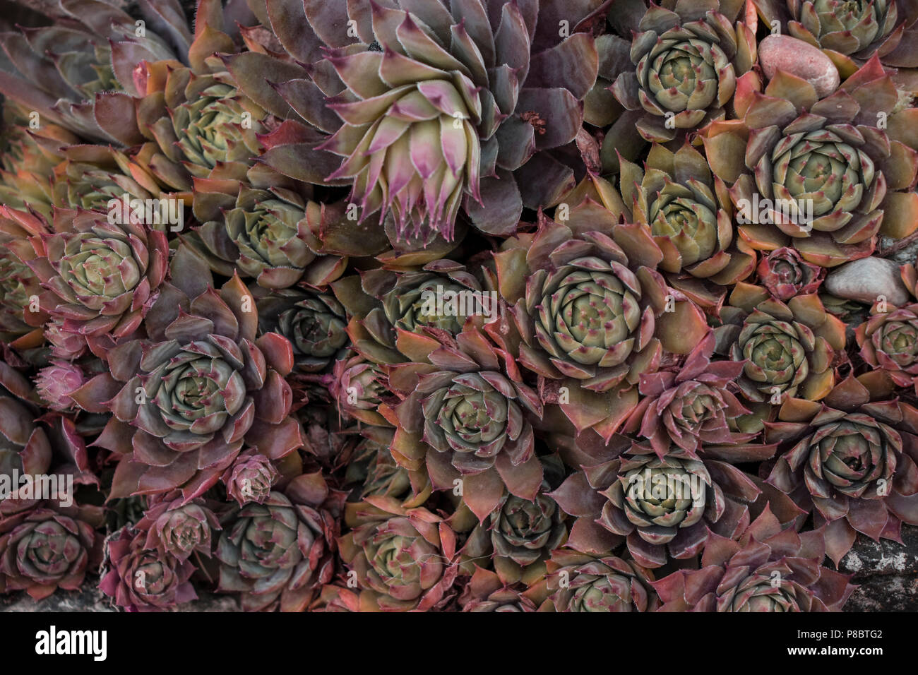 These regularly growing succulents are well suited as a background Stock Photo