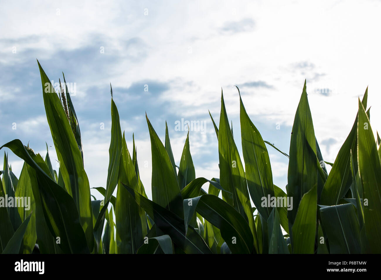 big green corn leaves Stock Photo - Alamy