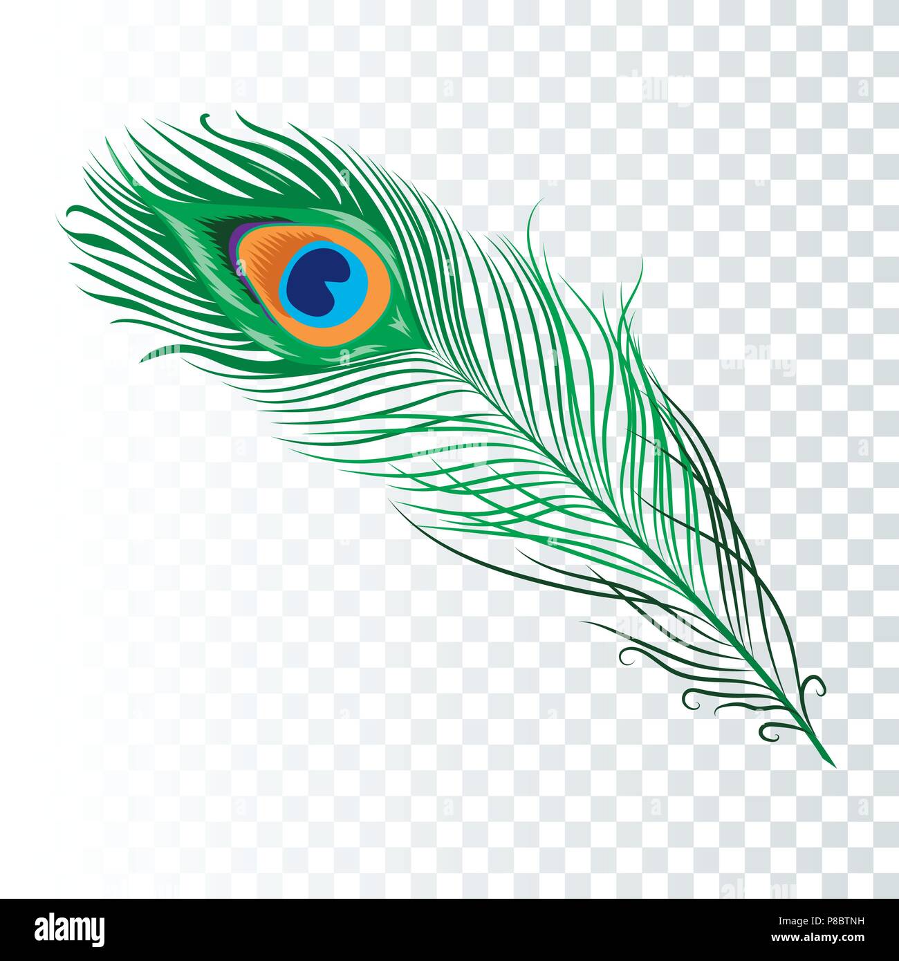 Peacock feather collection Stock Vector