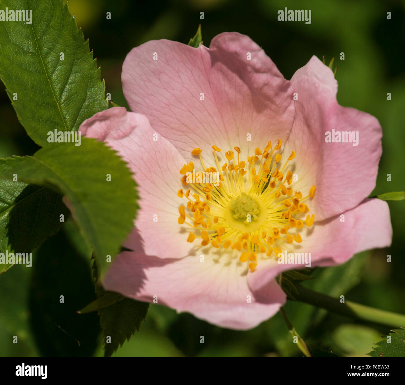 Garden flowers in Southern Scotland in early June - Scottish wild rose, eglantine. Stock Photo