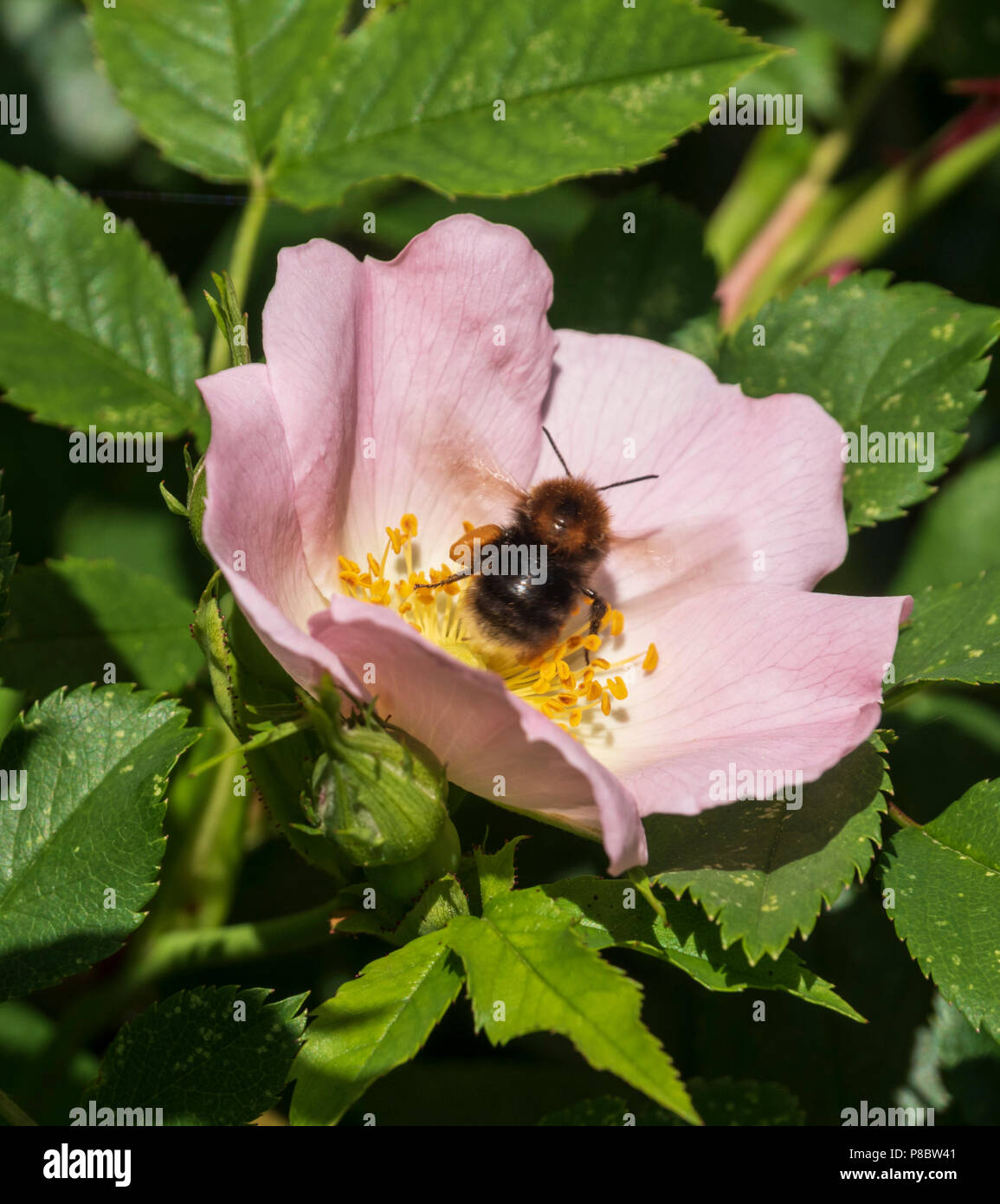 Garden flowers in Southern Scotland in early June - bee on Scottish wild rose, eglantine. Stock Photo