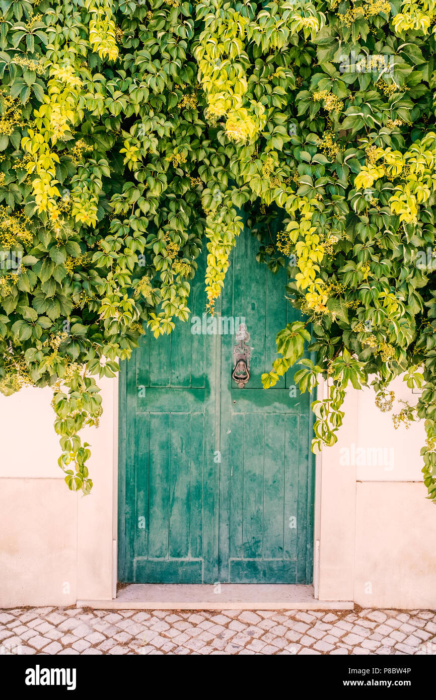 Thick covering of elderberry and ivy green leaf plant covering the top of a weather worn wooden green painted door with a metal black door knocker. th Stock Photo