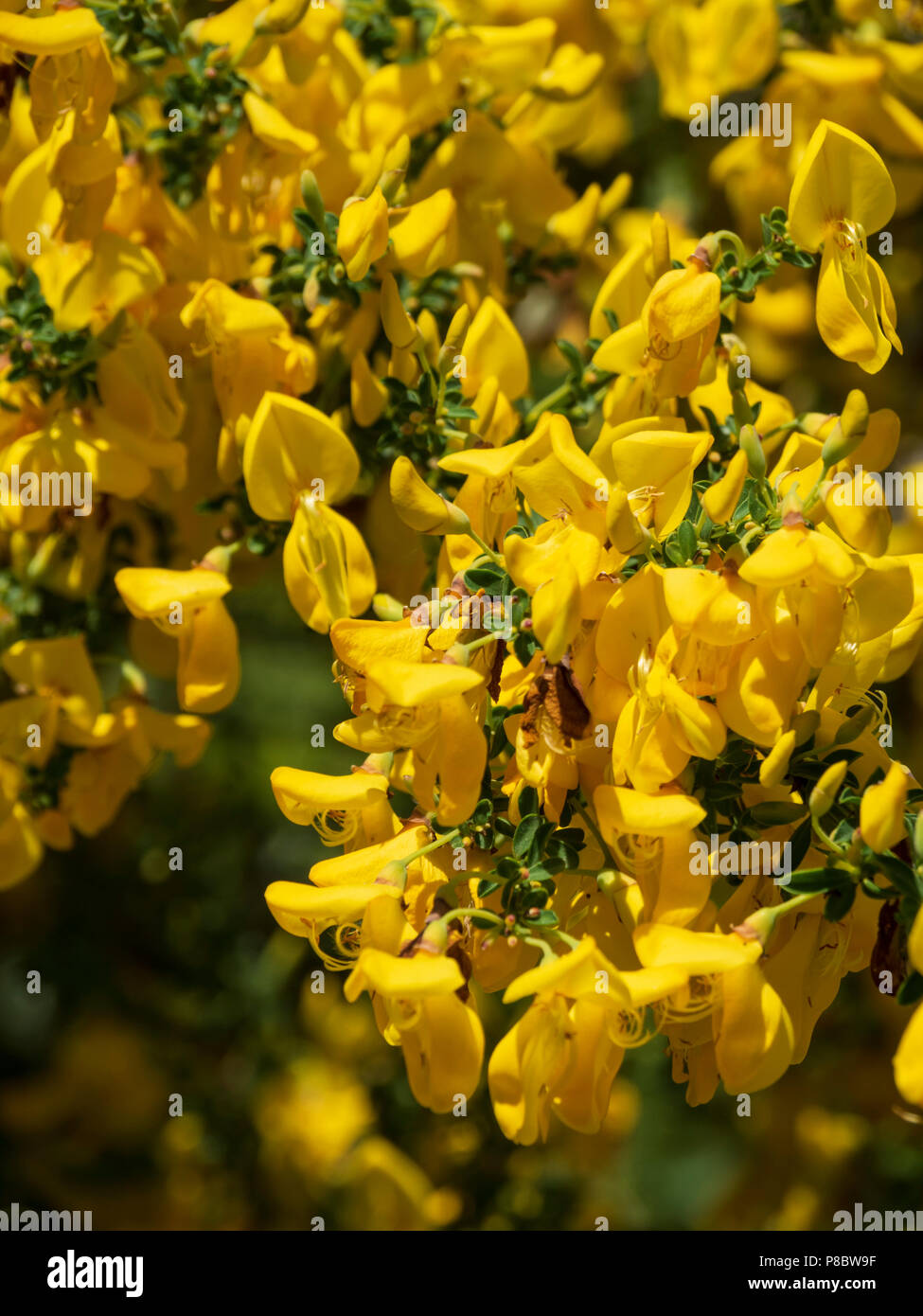 Garden flowers in Southern Scotland in early June - golden broom, yellow flowering Stock Photo