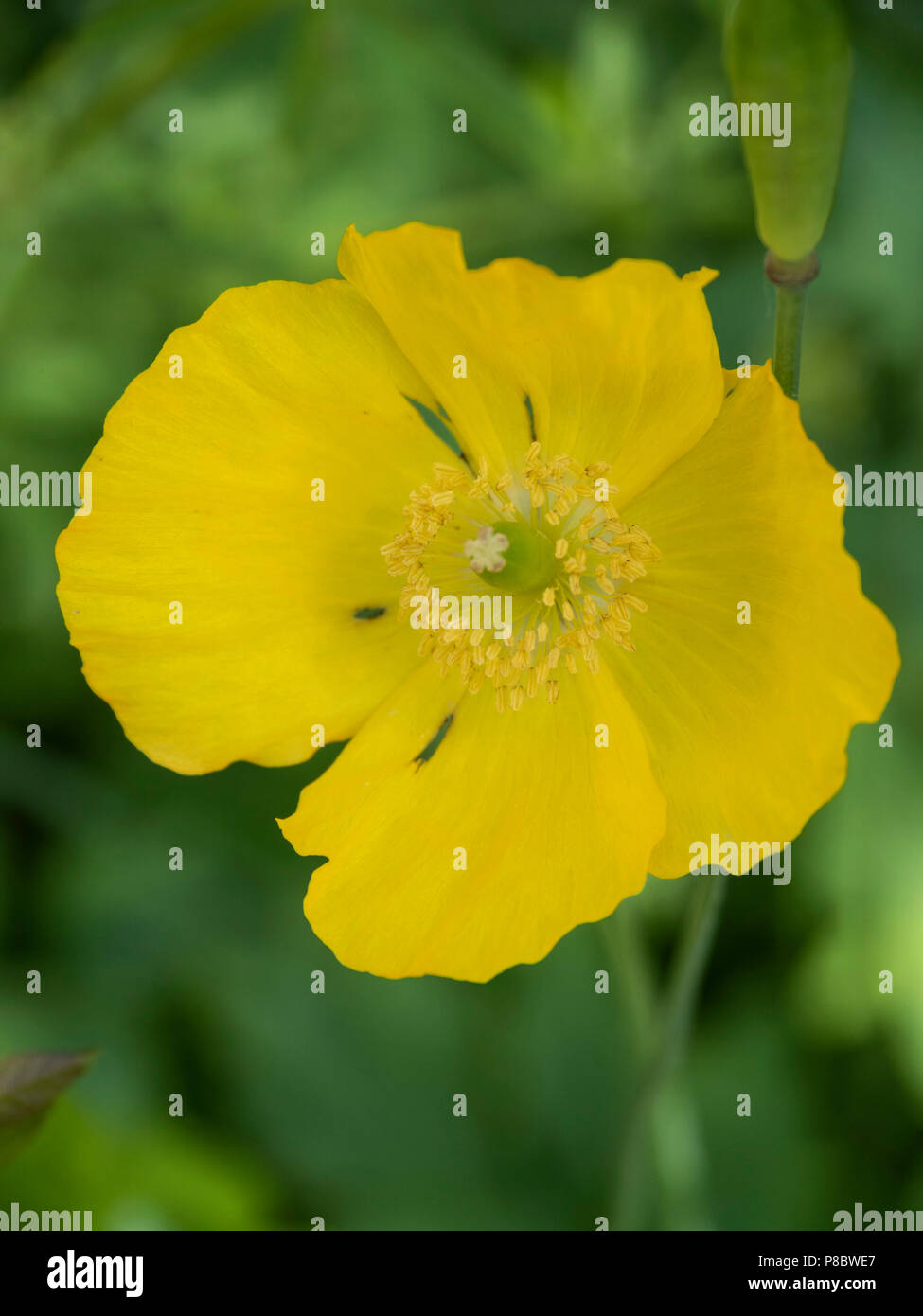 Garden flowers in Southern Scotland in early June - yellow Welsh poppy, Meconopsis cambrica Stock Photo