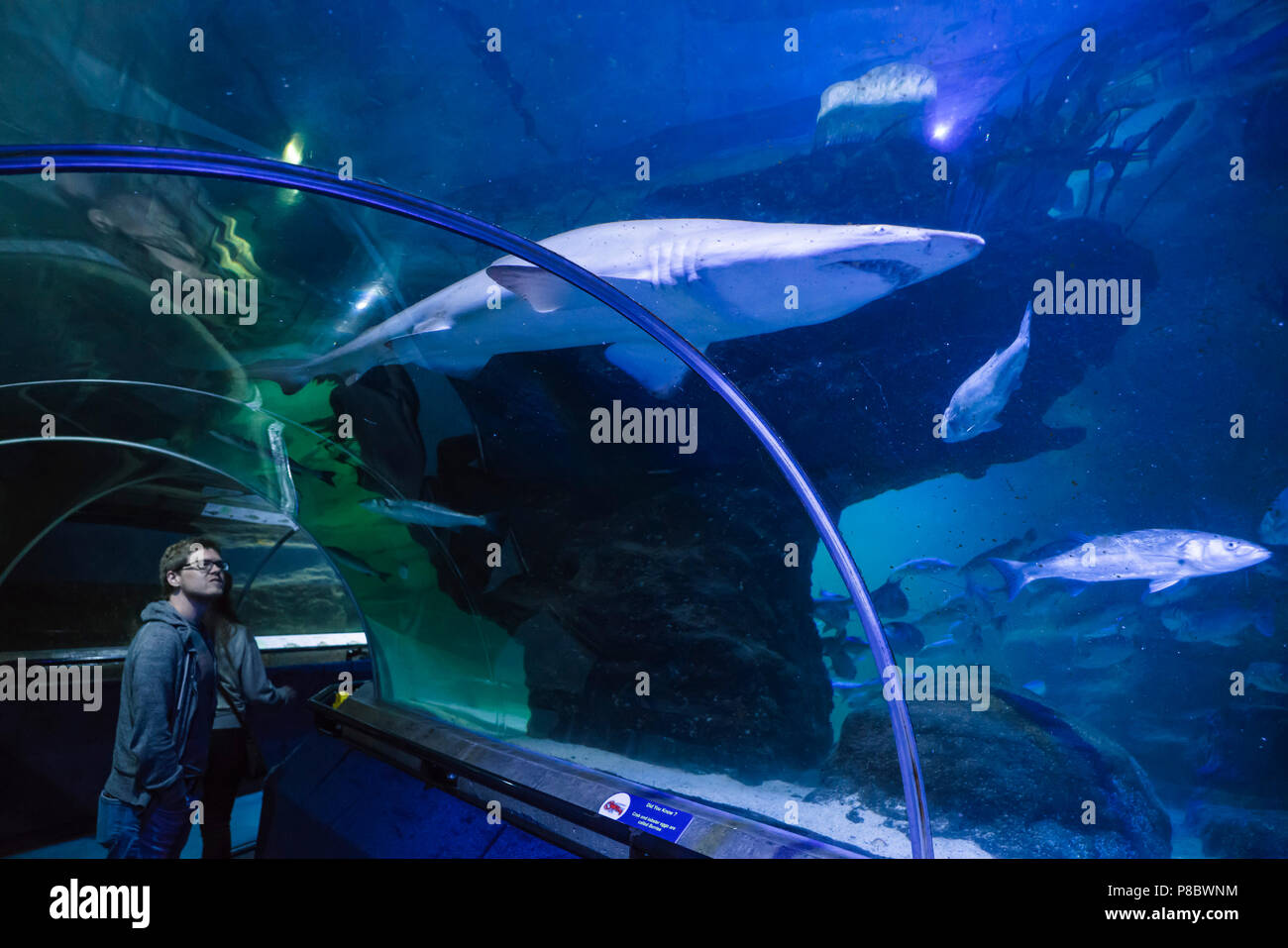 Deep Sea World, North Queensferry, Edinburgh, Scotland. Underwater tunnel walk. A shark passes overhead. Stock Photo