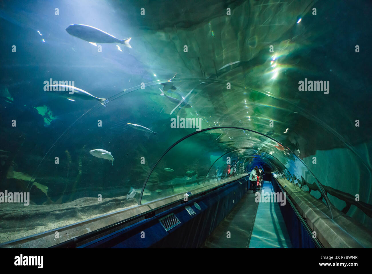 Deep Sea World, North Queensferry, Edinburgh, Scotland. Underwater tunnel walk. Stock Photo