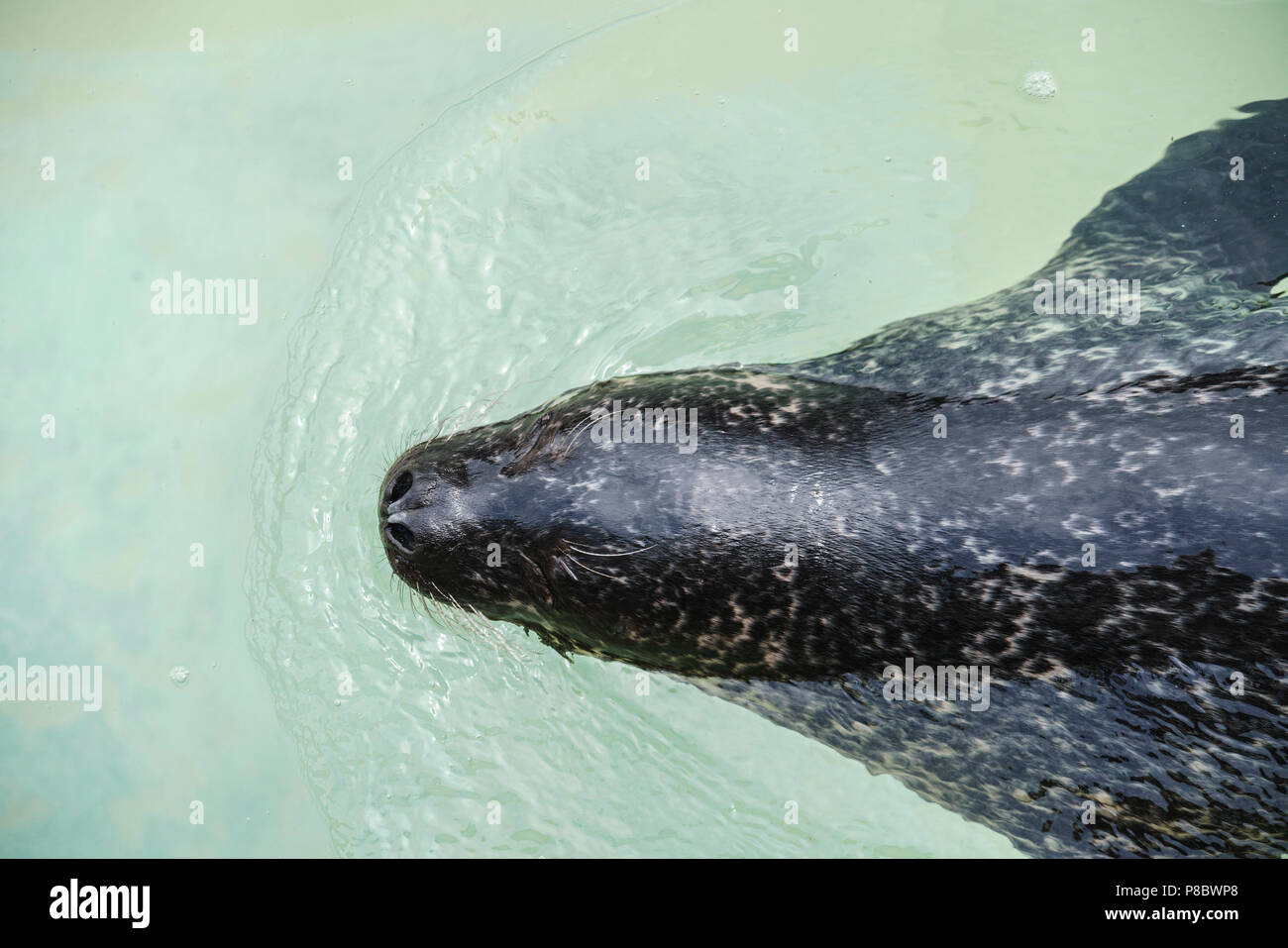 Deep Sea World, North Queensferry, Edinburgh, Scotland. Young harbour seal. Stock Photo