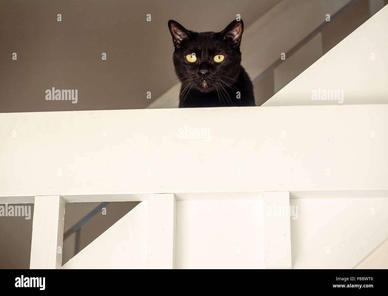 Staircase Cat High Resolution Stock Photography and Images Alamy